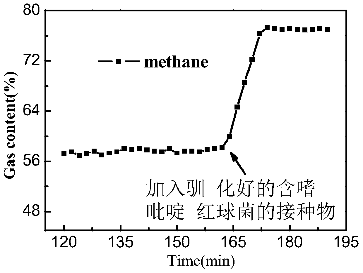 Application of rhodococcus pyridinovorans to anaerobic fermentation methanol production