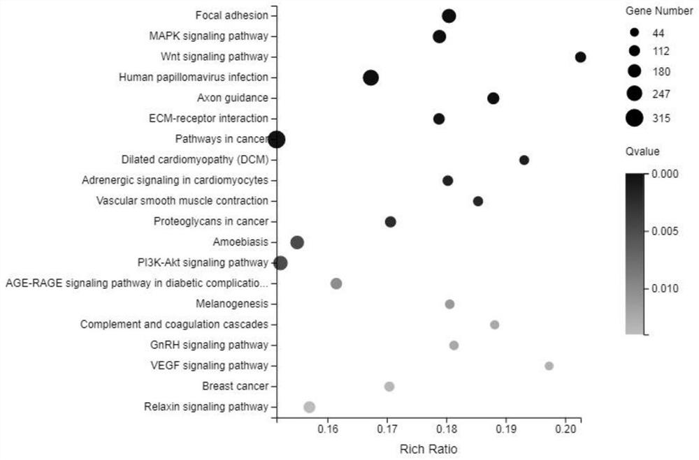 Application of Guizhou black goat lambing major genes, primer pairs and kit