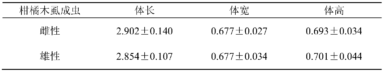 Tamarixia radiate banker plant system as well as establishment method and application thereof