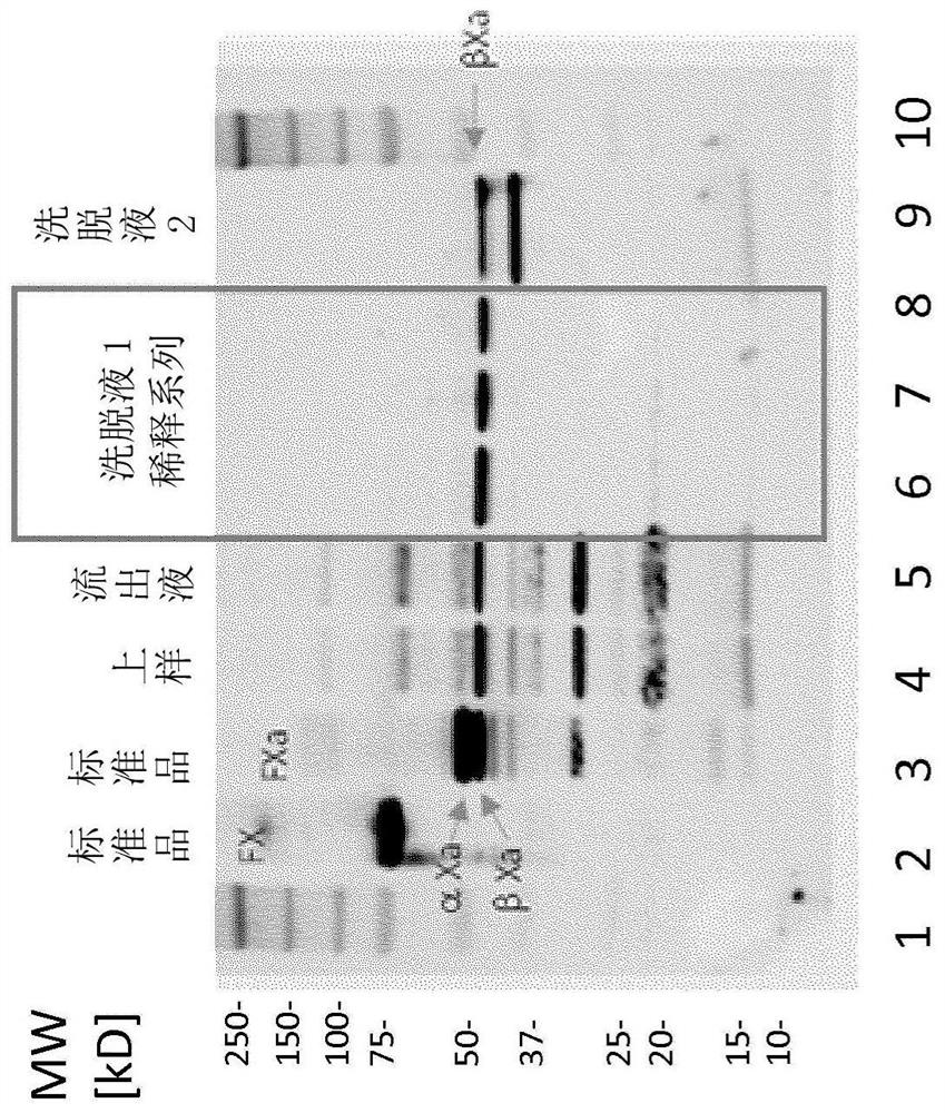 FX ACTIVATION PROCESS AND USE THEREOF IN PREPARATION OF FXa COMPOSITION