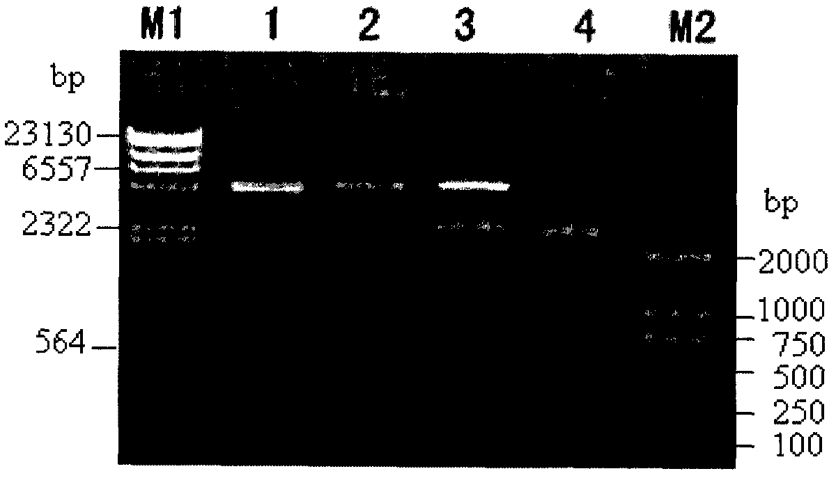 Bt protein Cry4Cb2, encoding gene of same and use thereof