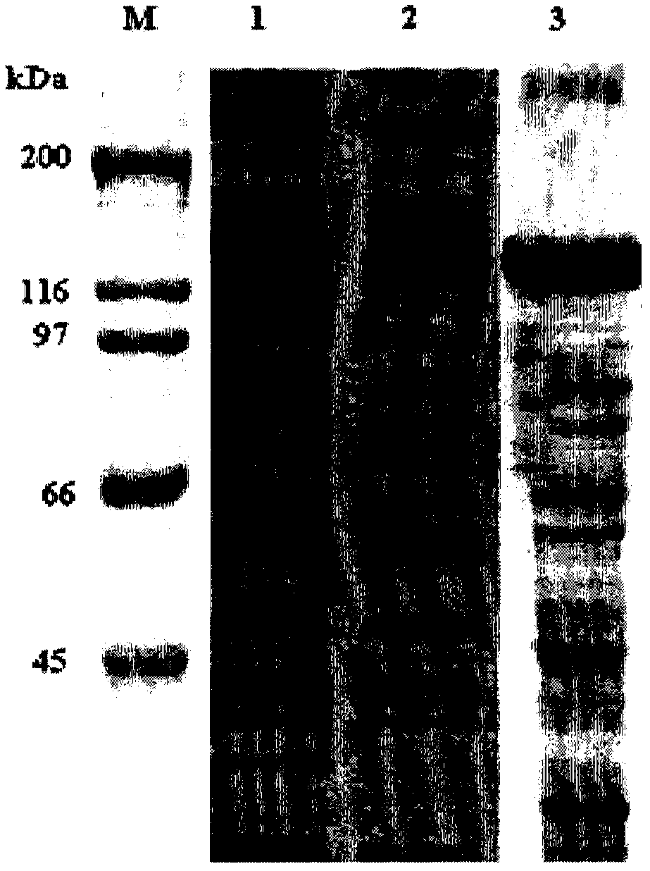 Bt protein Cry4Cb2, encoding gene of same and use thereof