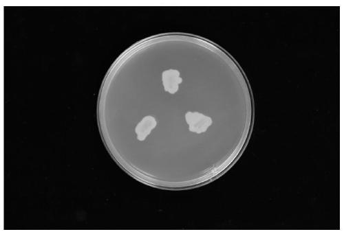 Method for identifying corn bacterial stripe disease caused by Pantoea ananatis