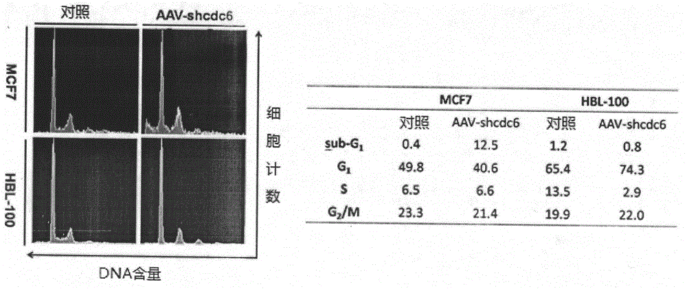 Recombinant adeno-associated virus aav-shcdc6 preparation, its preparation and application