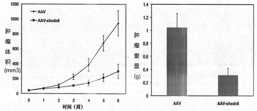 Recombinant adeno-associated virus aav-shcdc6 preparation, its preparation and application