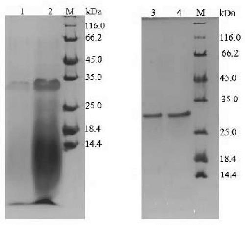 Novel streptomyces trypsin GM2938 and heterologous expression thereof