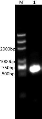 Novel streptomyces trypsin GM2938 and heterologous expression thereof