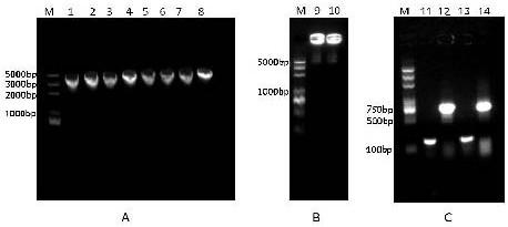 Novel streptomyces trypsin GM2938 and heterologous expression thereof