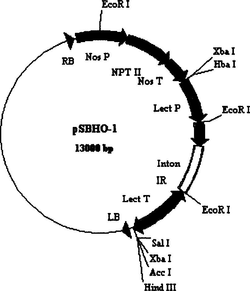 Method in increasing oleic acid content of soybean and peanut seed by applying gene silent technology