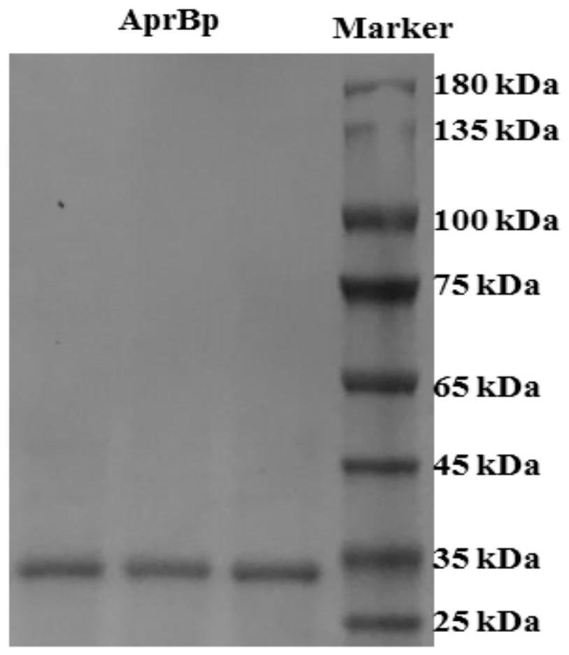 Alkaline protease gene, alkaline protease as well as preparation method and application of alkaline protease