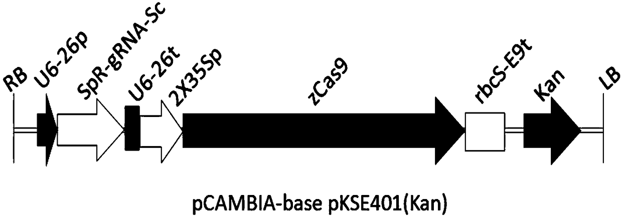 Method for obtaining high oleic acid rapeseed by means of gene editing technology