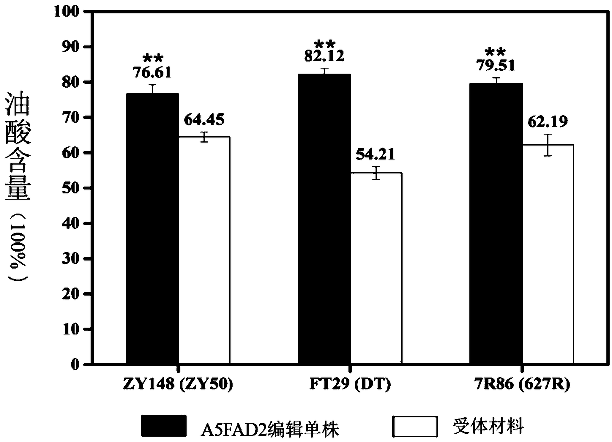 Method for obtaining high oleic acid rapeseed by means of gene editing technology