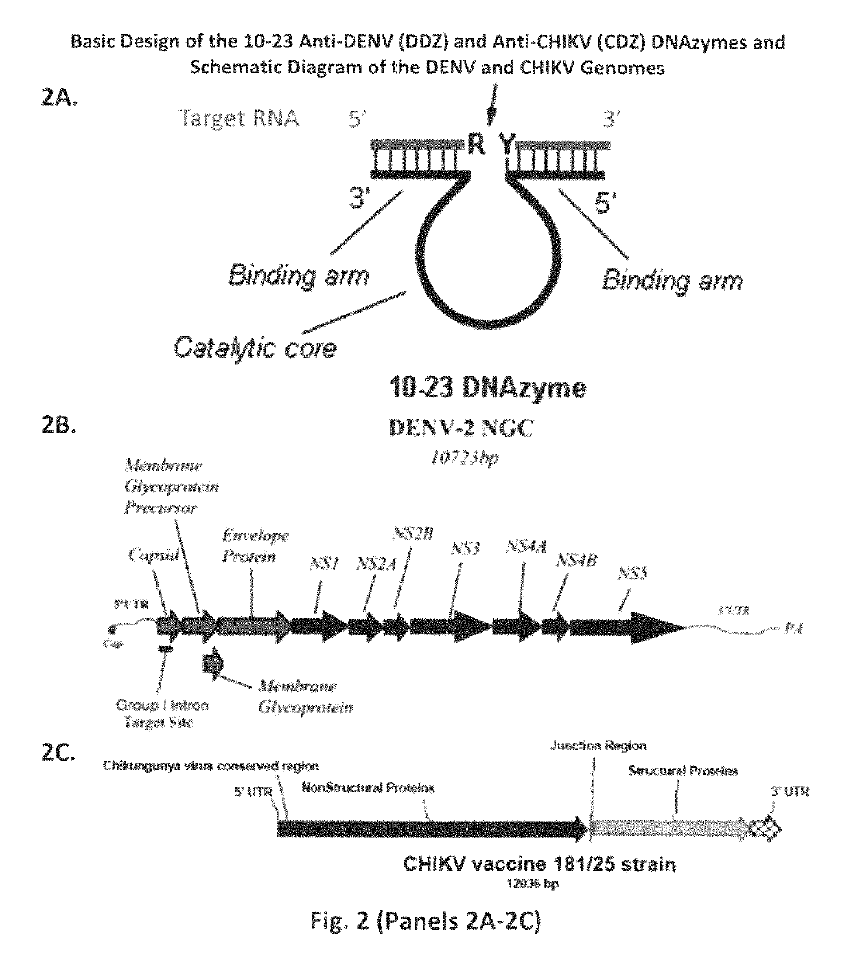 DNAzyme-nanoparticle conjugates and methods of use thereof