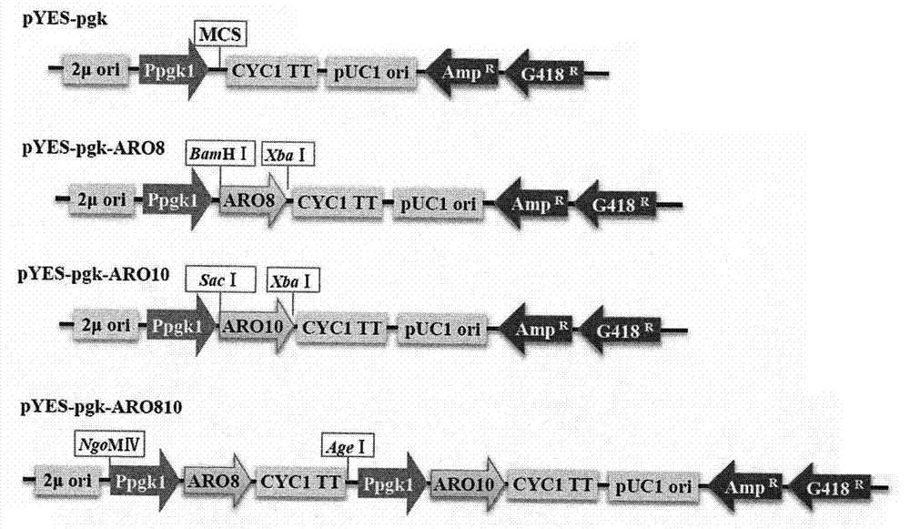 Construction method and application of saccharomyces cerevisiae genetically engineered bacterium with high yield of 3-methylthio-propanol