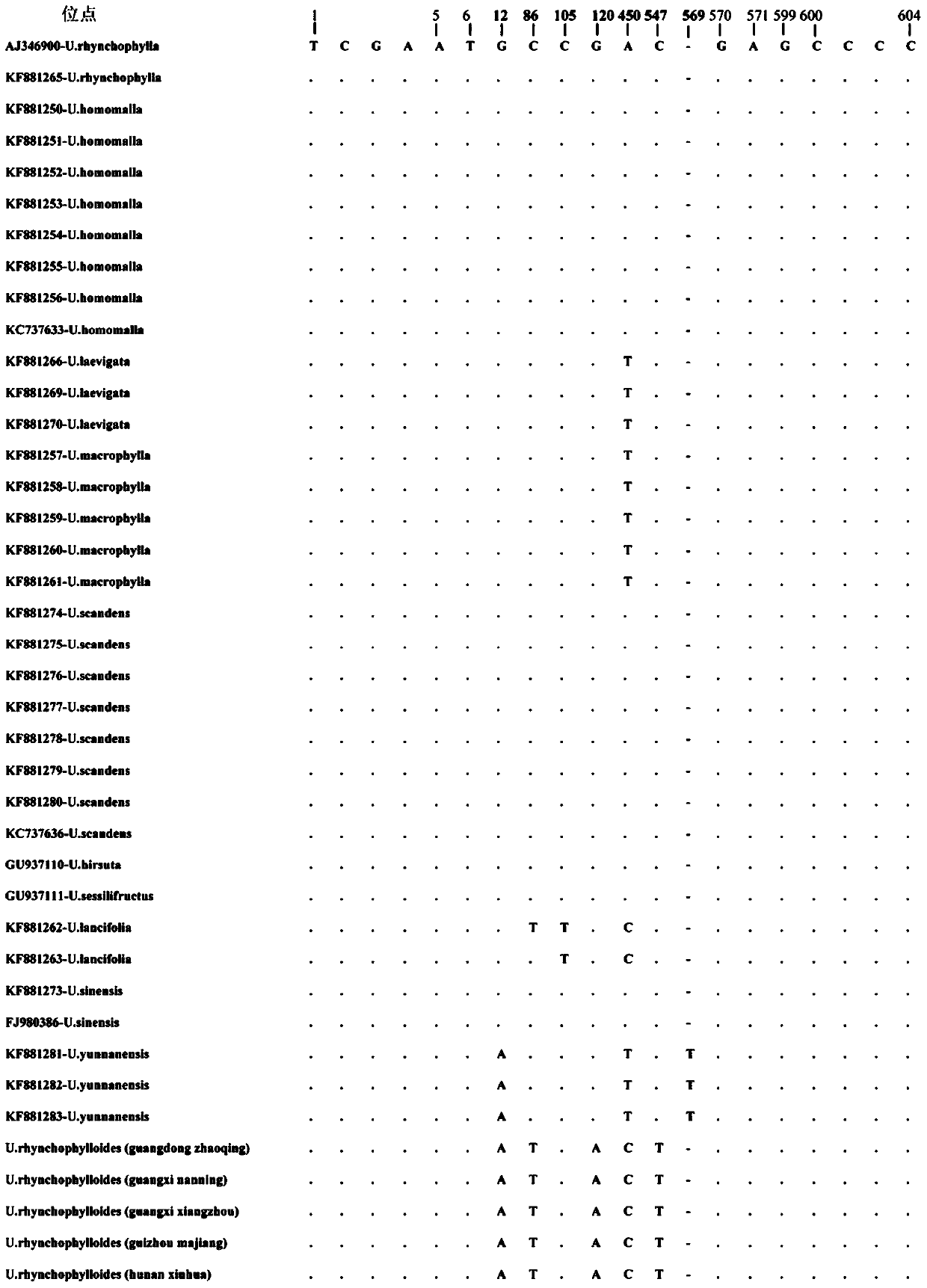 A kind of molecular identification method of Uncaria housi