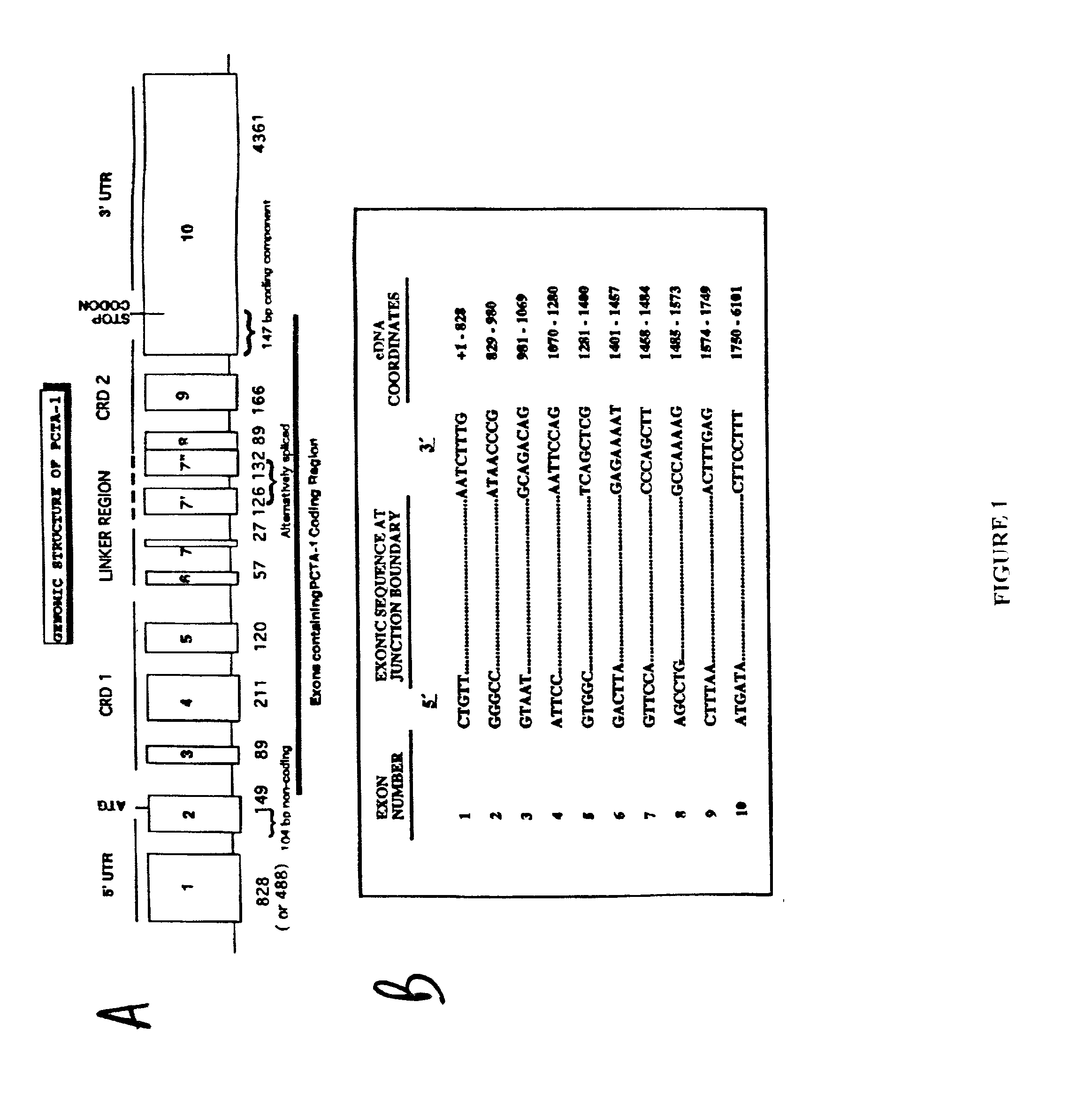 Anti-tumor effects of prostate carcinoma tumor antigen-1