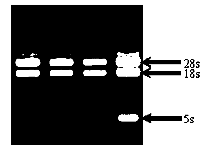 Method for rapidly and efficiently extracting total RNA of rice tissue