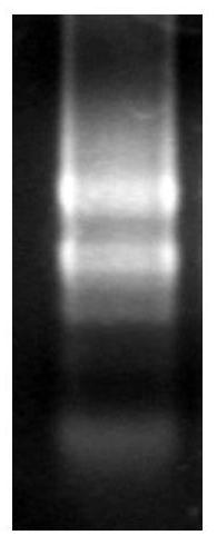 Isoprene synthase gene and its application