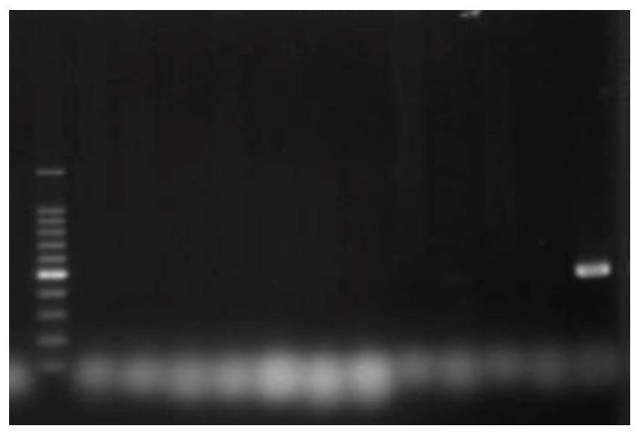 Isoprene synthase gene and its application