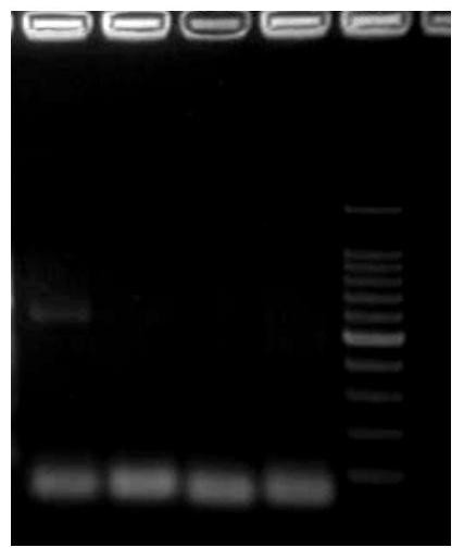 Isoprene synthase gene and its application