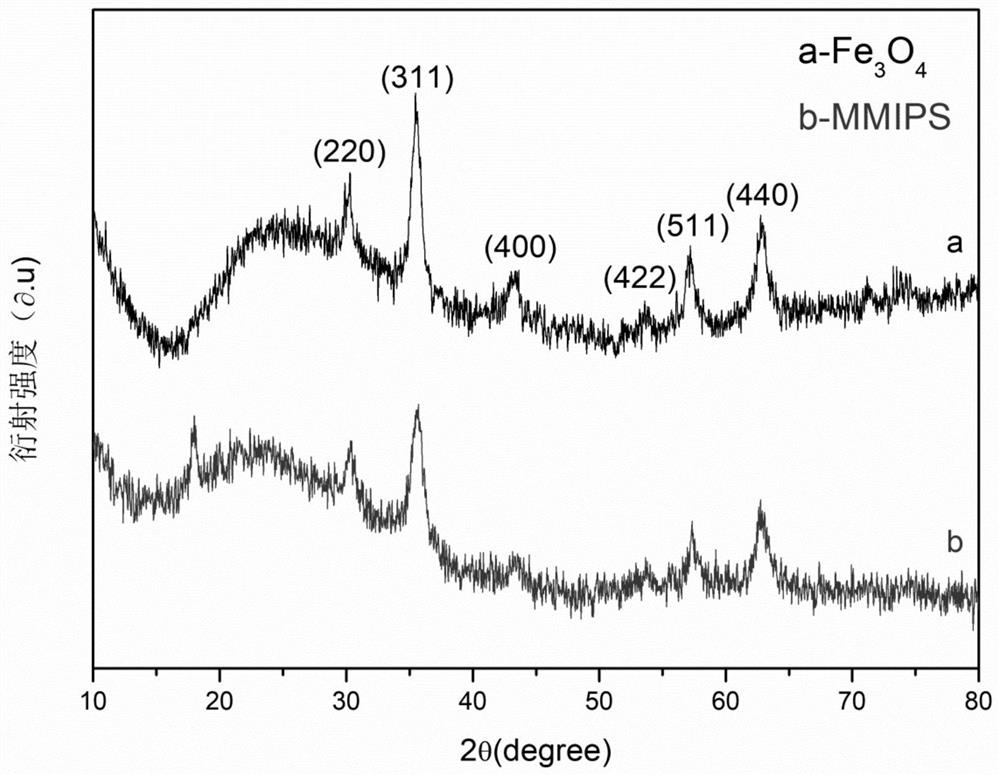 Magnetic andrographolide imprinted polymer as well as preparation method and application thereof