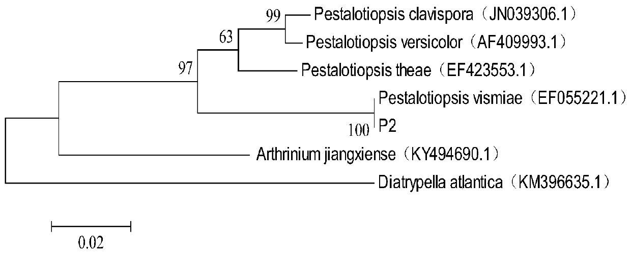 Metschnikowia pulcherrima strain for preventing and treating grey speck disease after loquat harvest and application thereof