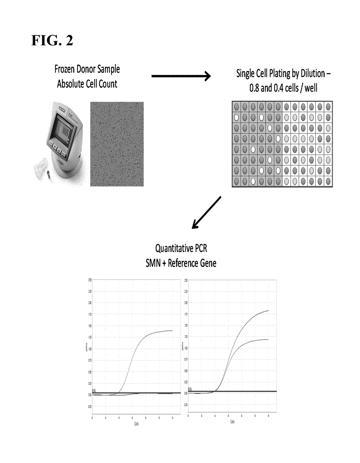 Methods to detect a silent carrier of a null allele genotype