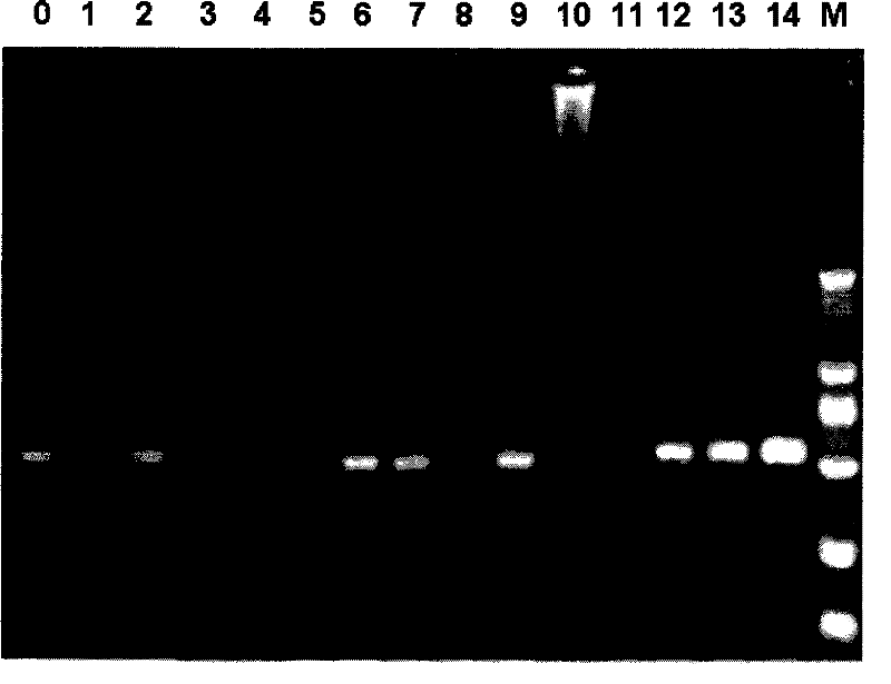 Rapid nano PCR detection method for heat-proof acid-resistant bacterium in concentrated fruit juice