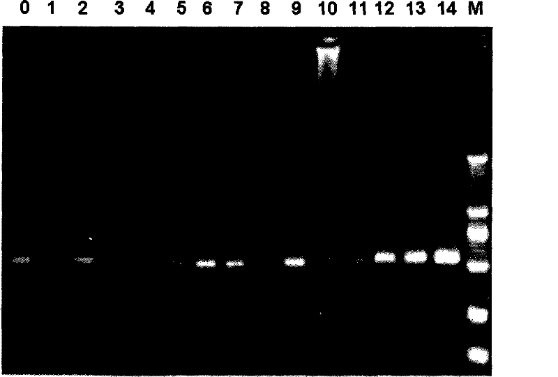 Rapid nano PCR detection method for heat-proof acid-resistant bacterium in concentrated fruit juice