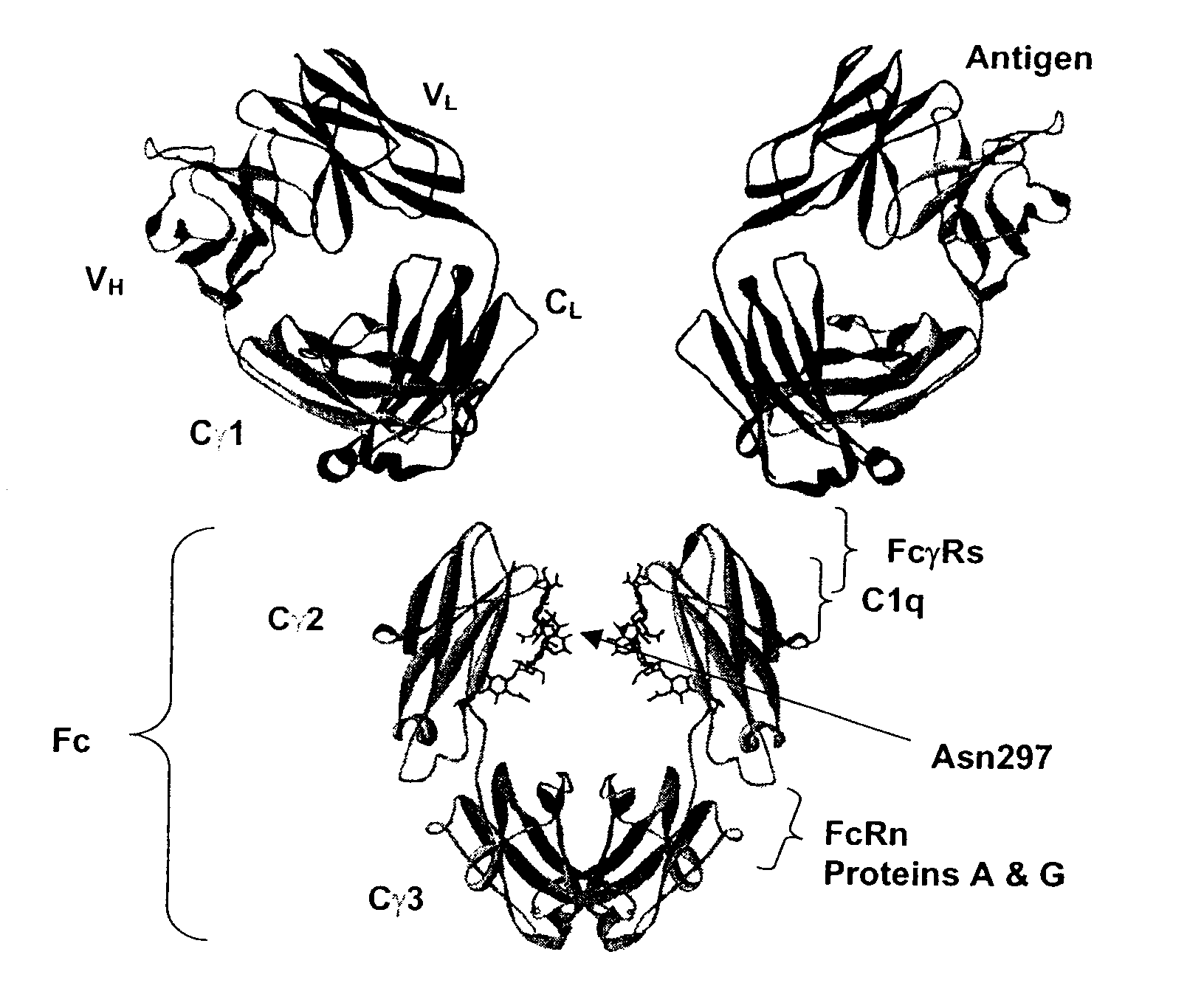 Fc Variants Having Increased Affinity for FcyRllla