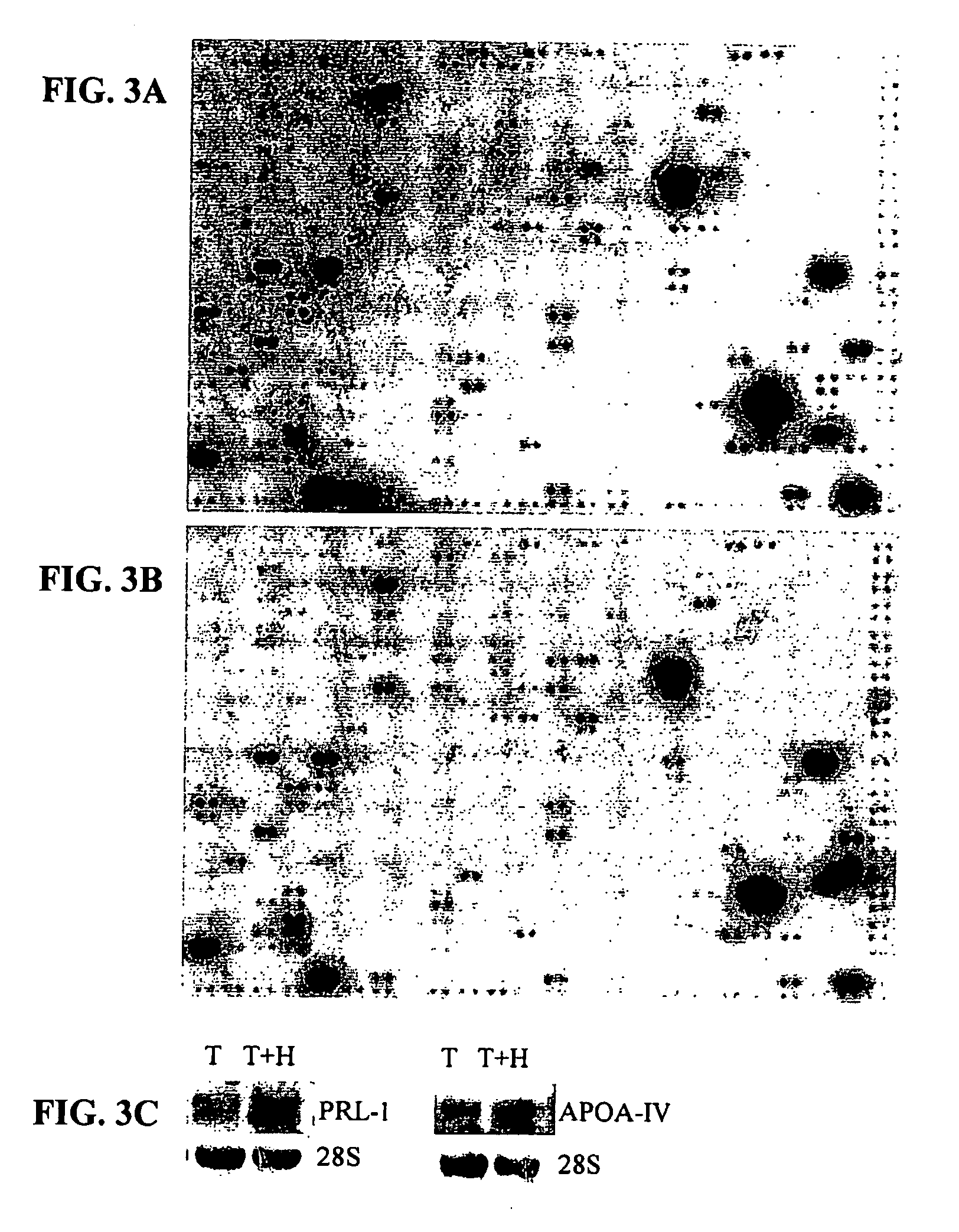 Quinazolinone compositions for regulation of gene expression related to pathological processes