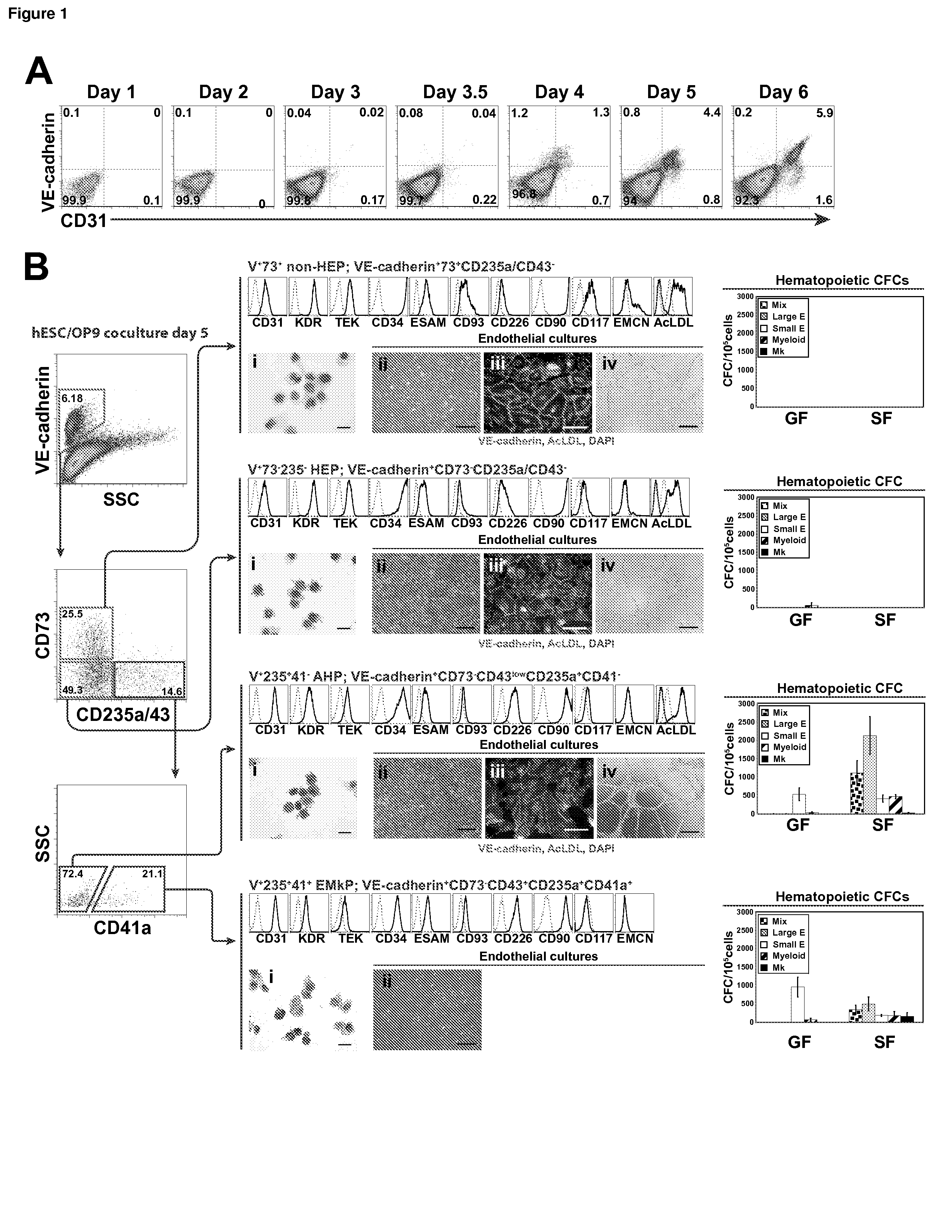 Angiohematopoietic Progenitor Cells