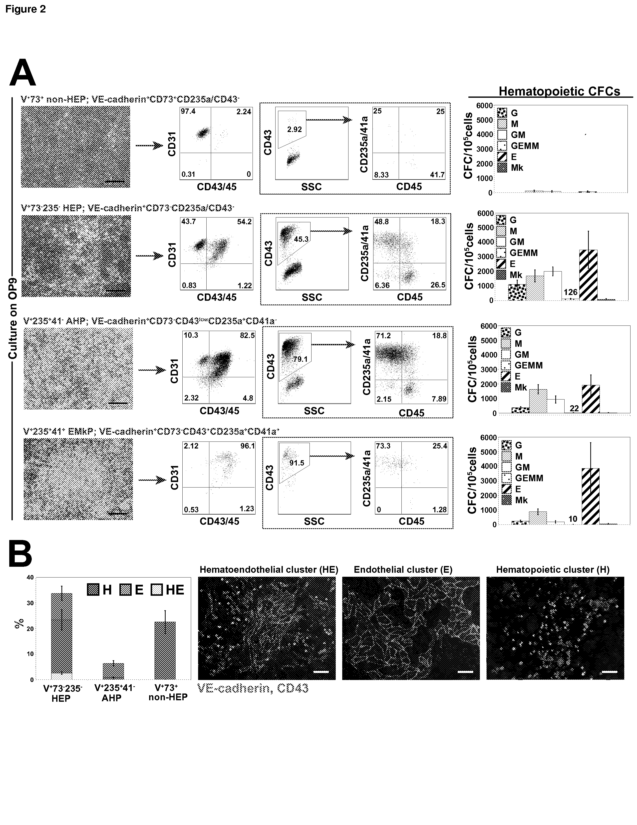 Angiohematopoietic Progenitor Cells