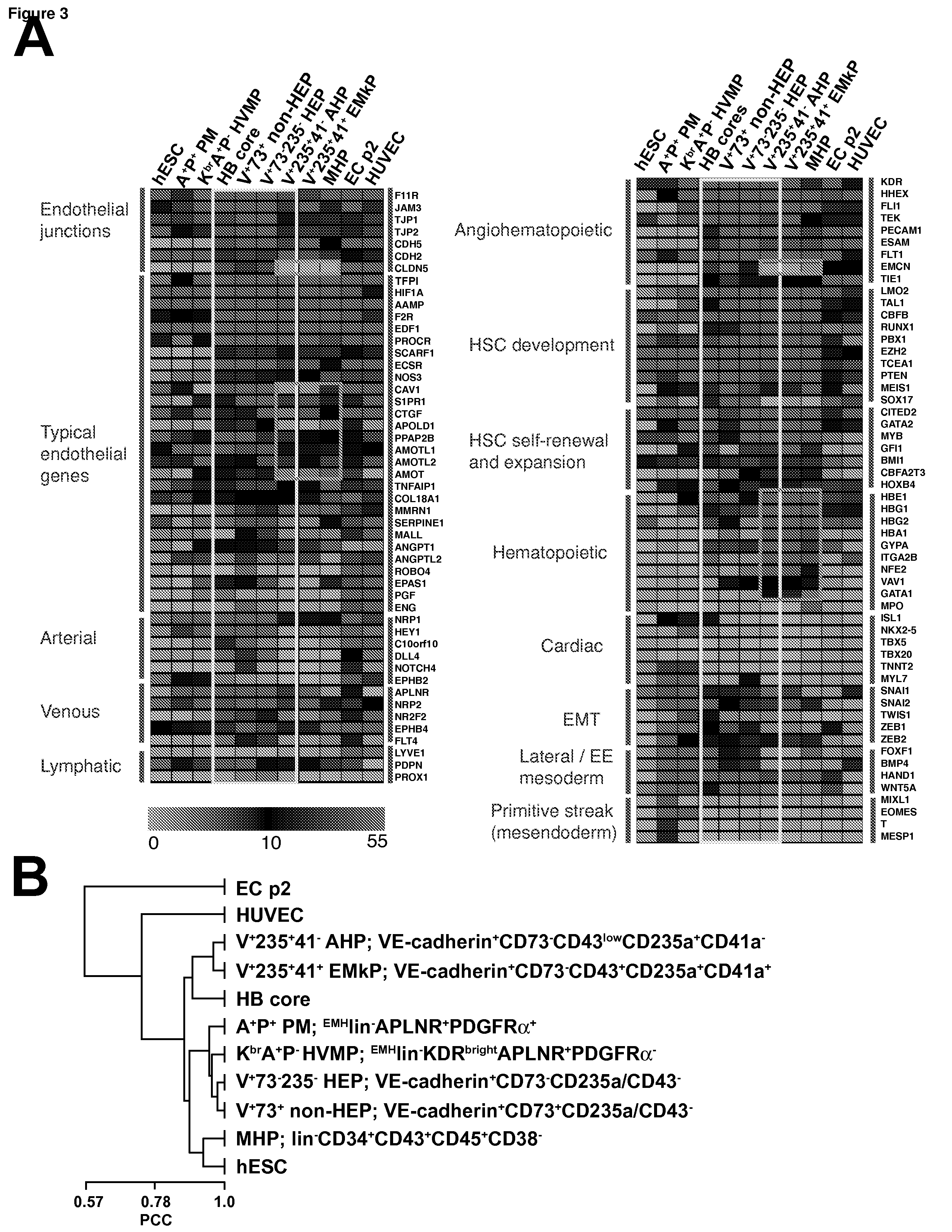 Angiohematopoietic Progenitor Cells