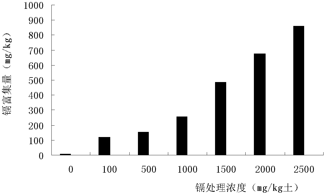 Application of pityrogramme calomelanos link in restoration of soil polluted by cadmium