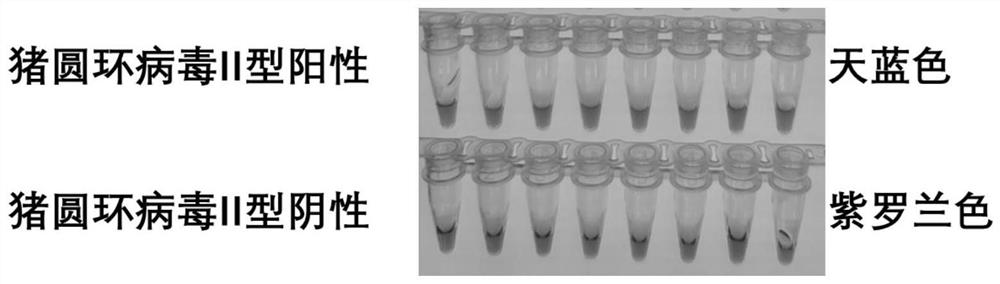 CDA primer pair and kit for detecting porcine circovirus type II and application of CDA primer pair and kit