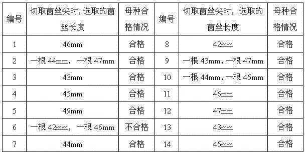 Pleurotus eryngii mushroom strain production method