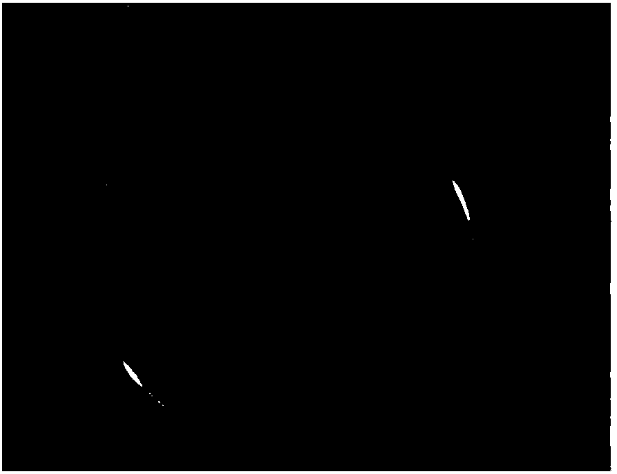 Aspergillus fumigatus agar beads and preparation method thereof