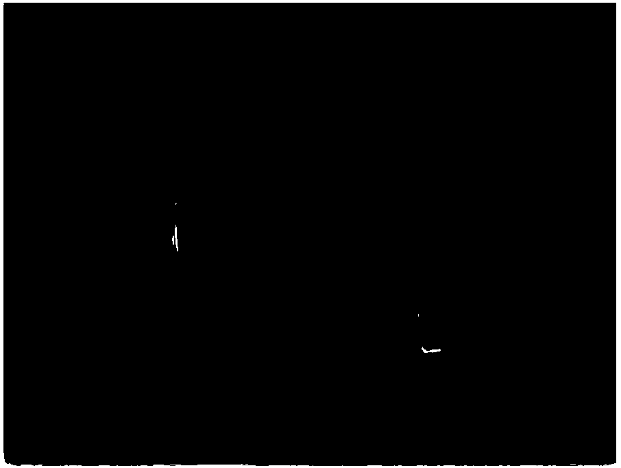 Aspergillus fumigatus agar beads and preparation method thereof