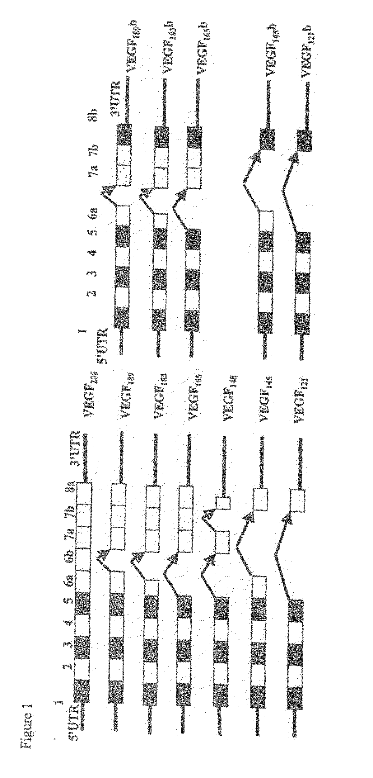 Antibodies specific to pro-angiogenic isoforms of vascular endothelial growth factor (VEGF)