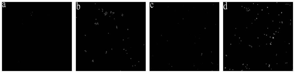 Preparation and anti-tumor effect of RGD/KLA integrated lipopeptide