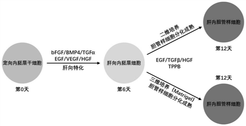 Activators of the MAPK/PKC signaling pathway promote differentiation and maturation of human cholangiocytes