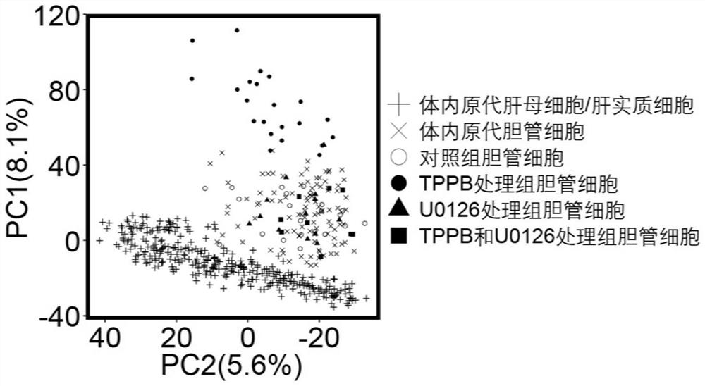 Activators of the MAPK/PKC signaling pathway promote differentiation and maturation of human cholangiocytes