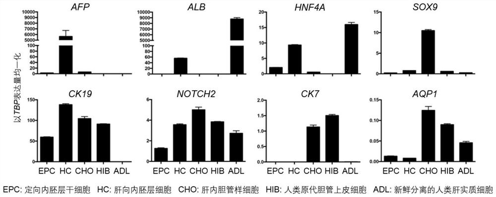 Activators of the MAPK/PKC signaling pathway promote differentiation and maturation of human cholangiocytes