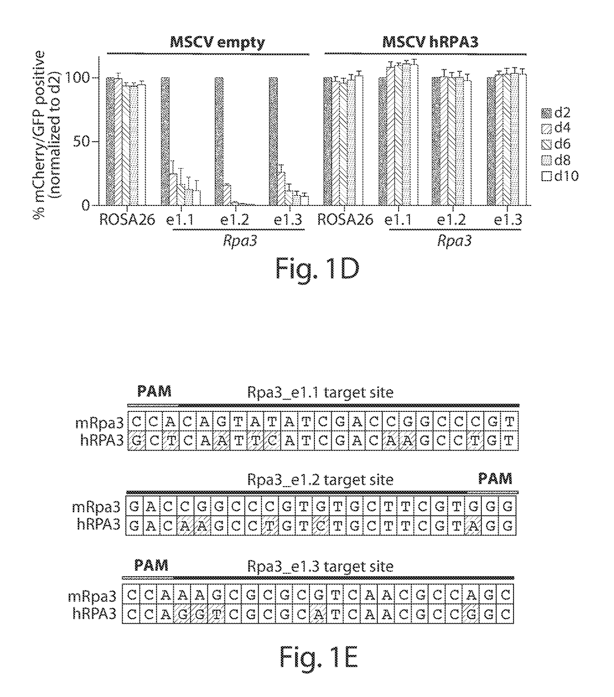 Methods of identifying essential protein domains