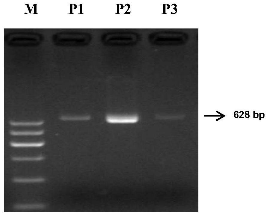 A method and application of plag1 gene snp marker-assisted rapid detection of growth traits of cattle