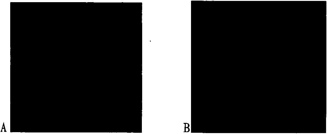 MicroRNA-328 and application of antisense nucleotide thereof for diagnosing, preventing and curing heart diseases