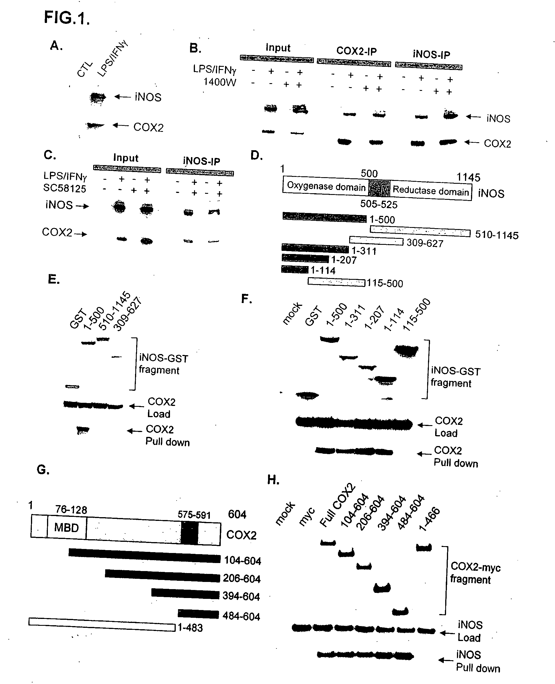 Inducible nitric oxide synthase binds, S-nitrosylates, and activates cyclooxygenase-2