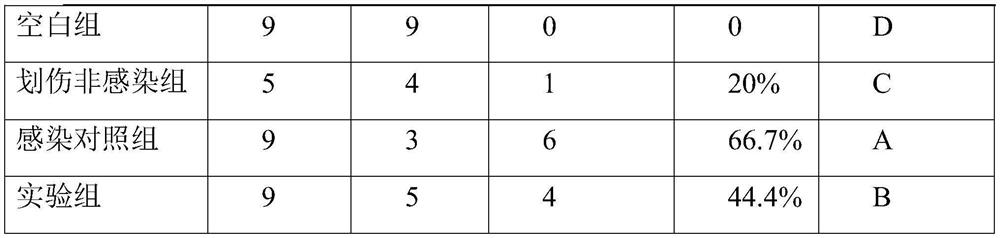 Preparation method of ampelopsis grossedentata liquid medicine and method for preventing and treating rana spinosa rotten skin disease