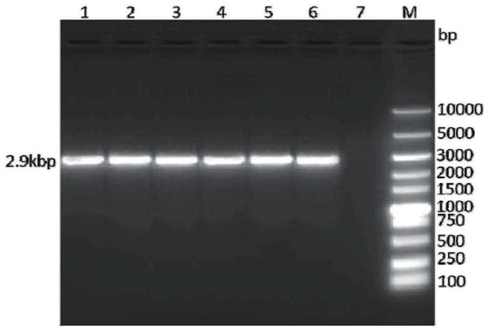 Recombinant FCV antigen and feline calicirus genetic engineering subunit vaccine